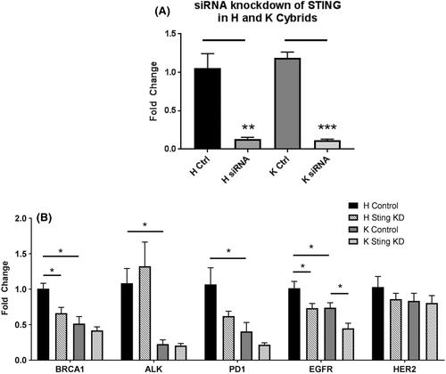 Differential modulation of cancer-related genes by mitochondrial DNA haplogroups and the STING DNA sensing system