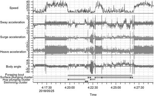 Dynamic body acceleration improves mapping of at-sea foraging behavior in black-tailed gulls Larus crassirostris