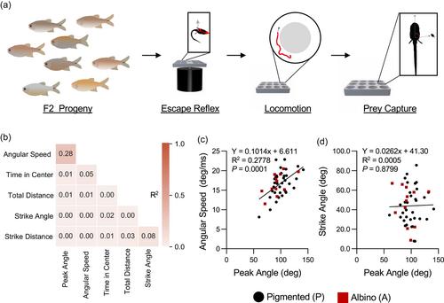 Characterizing the genetic basis of trait evolution in the Mexican cavefish