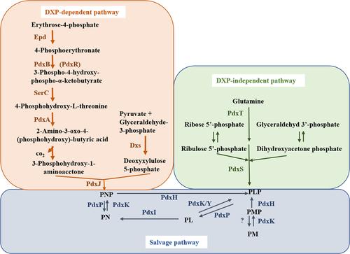 Advances and prospects in the biosynthesis of vitamin B6 and its bioengineering as a cofactor of other chemicals