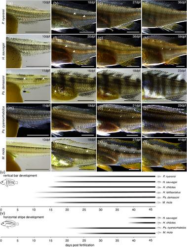 Comparative ontogenetic and transcriptomic analyses shed light on color pattern divergence in cichlid fishes