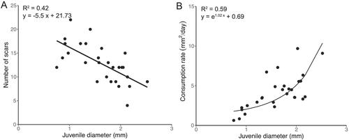 The relationship between size and metabolic rate of juvenile crown of thorns starfish