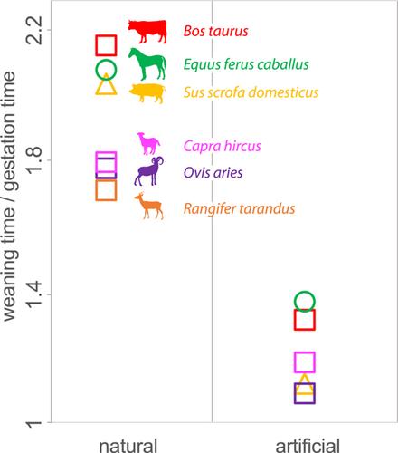 Comparative embryogenesis in ungulate domesticated species