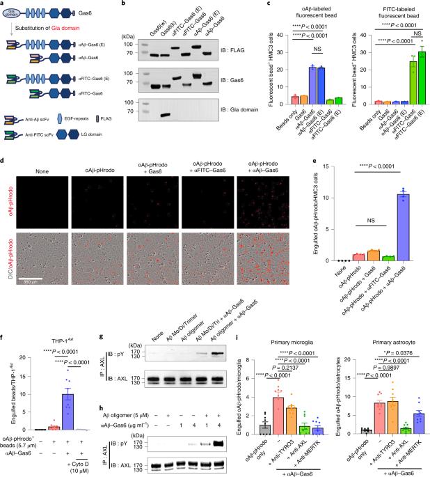 Anti-inflammatory clearance of amyloid-β by a chimeric Gas6 fusion protein