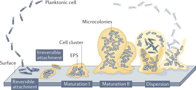 The biofilm life cycle: expanding the conceptual model of biofilm formation