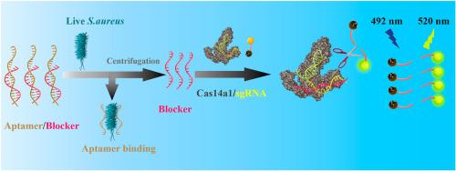 Aptamer-based Cas14a1 biosensor for amplification-free live pathogenic detection