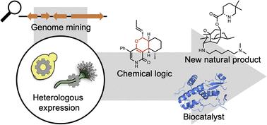 Deciphering chemical logic of fungal natural product biosynthesis through heterologous expression and genome mining