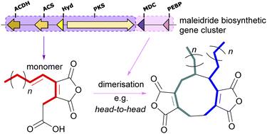 Maleidride biosynthesis – construction of dimeric anhydrides – more than just heads or tails