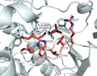 Study of the Mechanism of Coenzyme Specificity of Phenylacetone Monooxygenase from Thermobifida fusca by Site-Directed Mutagenesis