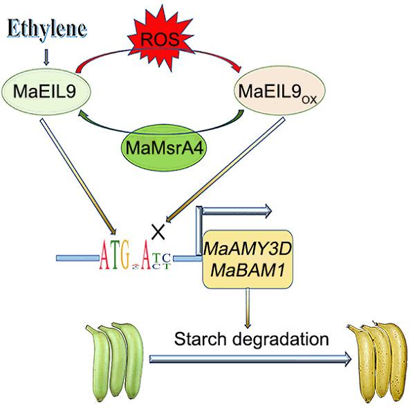 Methionine oxidation and reduction of the ethylene signaling component MaEIL9 are involved in banana fruit ripening