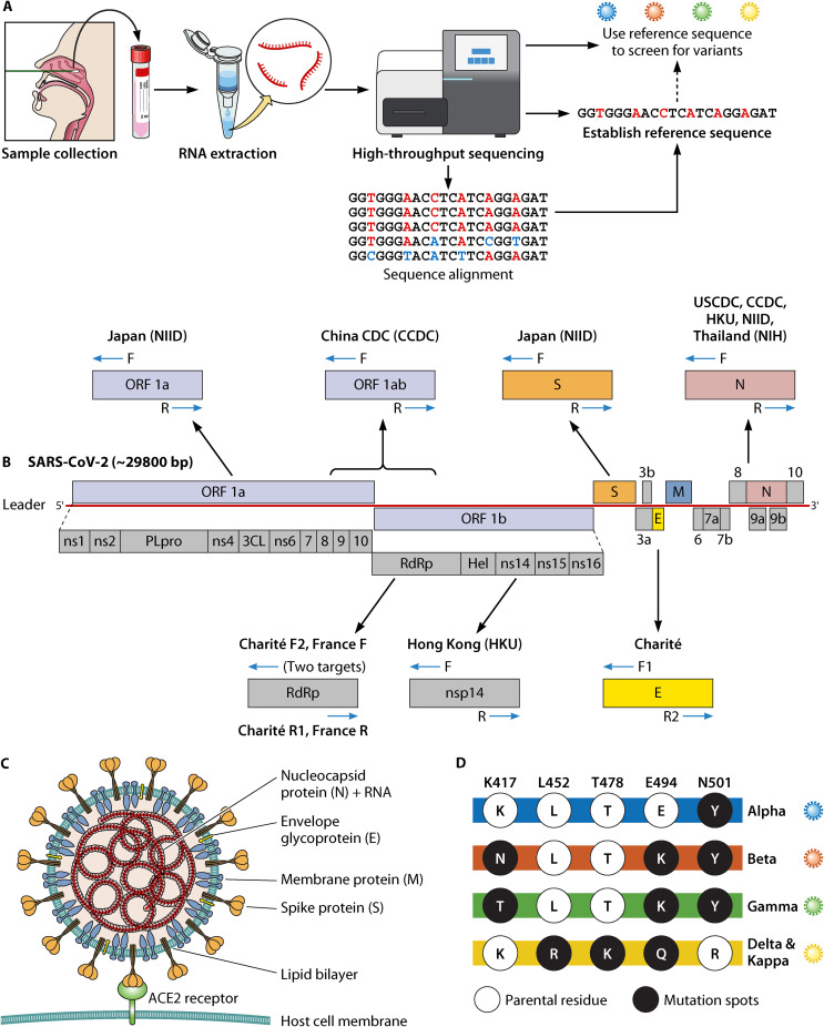 Digital PCR Applications in the SARS-CoV-2/COVID-19 Era: a Roadmap for Future Outbreaks.