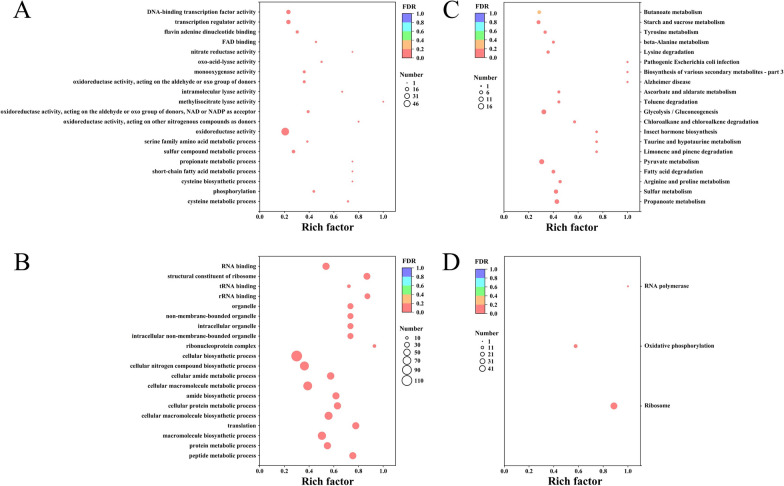 Improvement in L-ornithine production from mannitol via transcriptome-guided genetic engineering in Corynebacterium glutamicum.