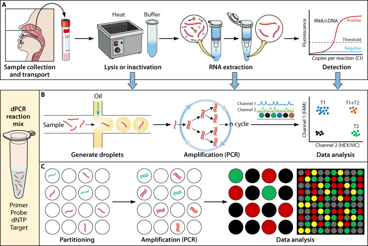 Digital PCR Applications in the SARS-CoV-2/COVID-19 Era: a Roadmap for Future Outbreaks.