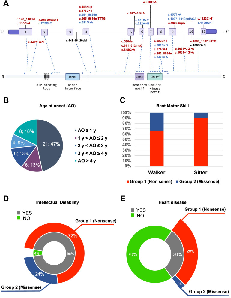 Megaconial congenital muscular dystrophy due to novel CHKB variants: a case report and literature review.