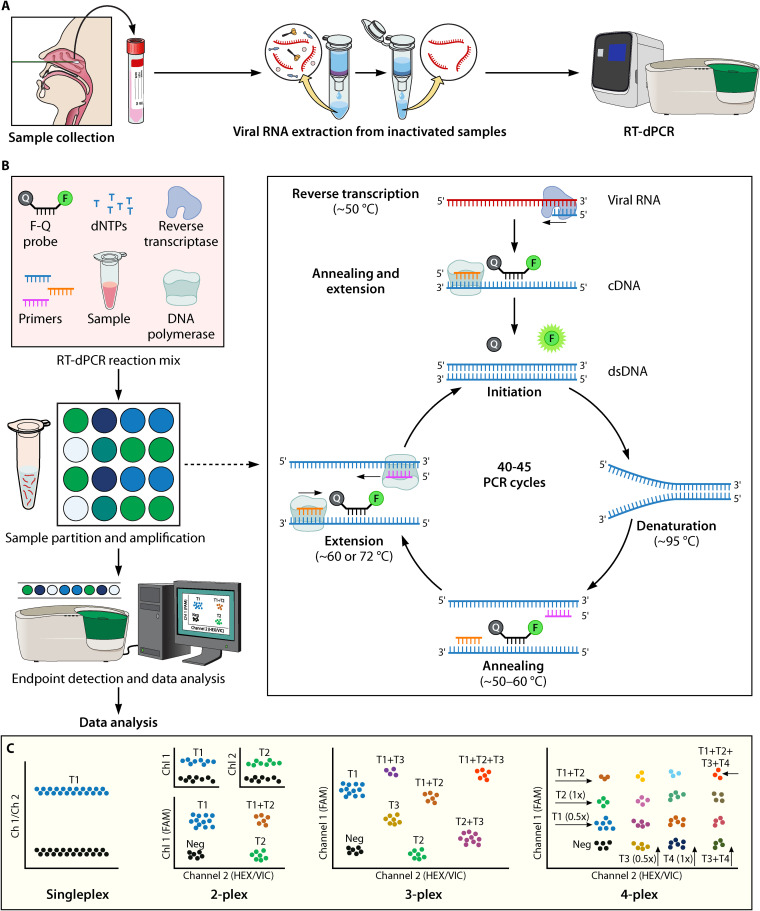 Digital PCR Applications in the SARS-CoV-2/COVID-19 Era: a Roadmap for Future Outbreaks.