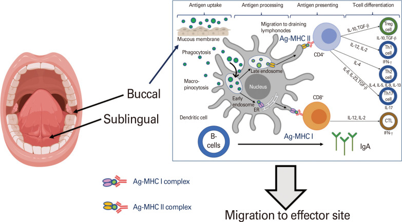 Development of mucosal vaccine delivery: an overview on the mucosal vaccines and their adjuvants.