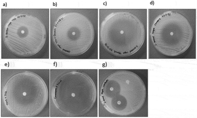 In vitro antimicrobial effect of essential tea tree oil(<i>Melaleuca alternifolia</i>), thymol, and carvacrol on microorganisms isolated from cases of bovine clinical mastitis.
