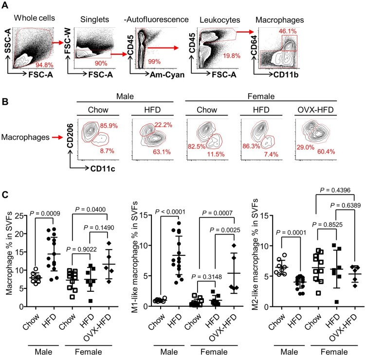 Estradiol treatment increases M2-like visceral adipose tissue macrophages in obese ovariectomized mice regardless of its anorectic action.