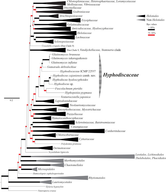 A review of <i>Hyphodiscaceae</i>.