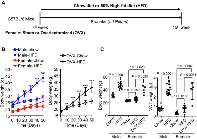 Estradiol treatment increases M2-like visceral adipose tissue macrophages in obese ovariectomized mice regardless of its anorectic action.