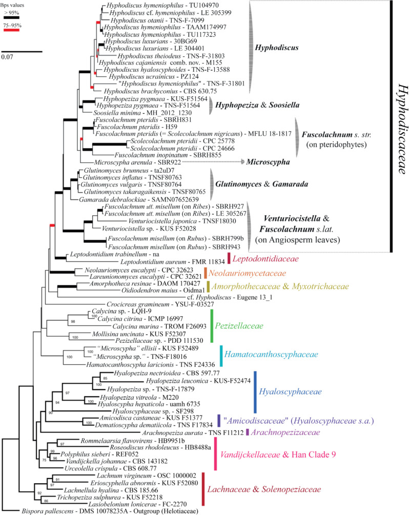 A review of <i>Hyphodiscaceae</i>.