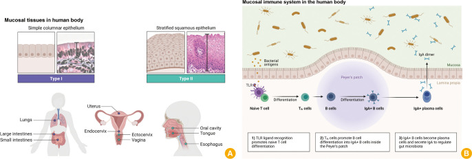 Development of mucosal vaccine delivery: an overview on the mucosal vaccines and their adjuvants.