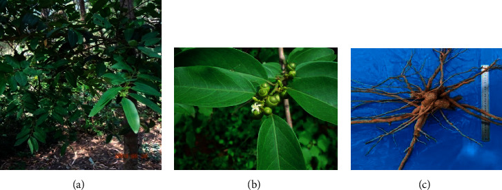 Control of Obesity, Blood Glucose, and Blood Lipid with <i>Olax imbricata</i> Roxb. Root Extract in High-Fat Diet-Induced Obese Mice.