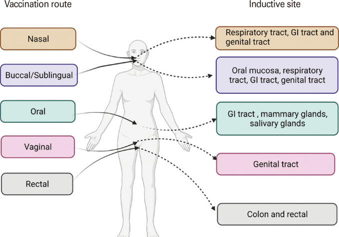 Development of mucosal vaccine delivery: an overview on the mucosal vaccines and their adjuvants.