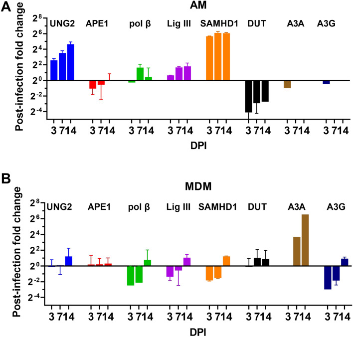 Replication-competent HIV-1 in human alveolar macrophages and monocytes despite nucleotide pools with elevated dUTP.