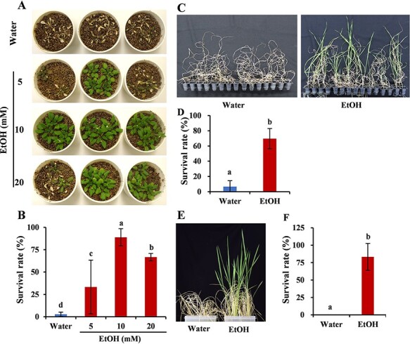Ethanol-Mediated Novel Survival Strategy against Drought Stress in Plants.