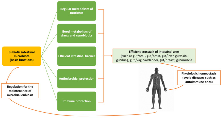 Biomolecular Mechanisms of Autoimmune Diseases and Their Relationship with the Resident Microbiota: Friend or Foe?