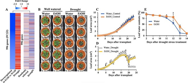 Ethanol-Mediated Novel Survival Strategy against Drought Stress in Plants.