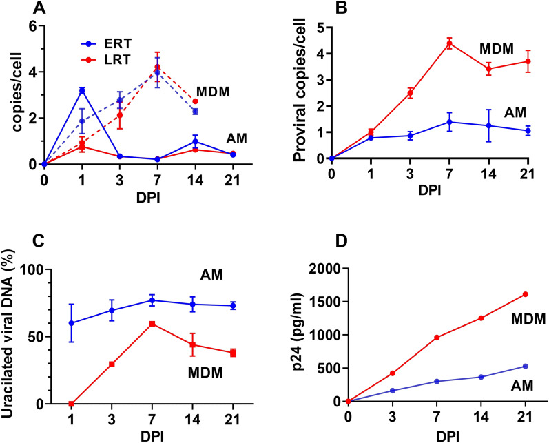 Replication-competent HIV-1 in human alveolar macrophages and monocytes despite nucleotide pools with elevated dUTP.