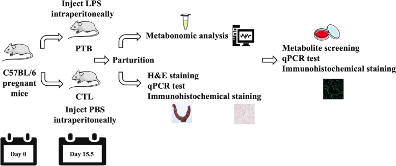 Metabonomics profile analysis in inflammation-induced preterm birth and the potential role of metabolites in regulating premature cervical ripening.
