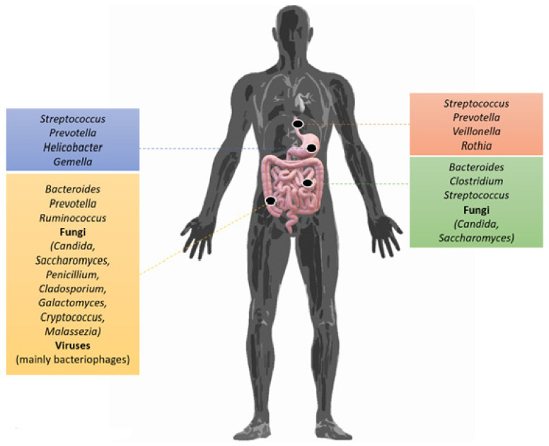 Biomolecular Mechanisms of Autoimmune Diseases and Their Relationship with the Resident Microbiota: Friend or Foe?