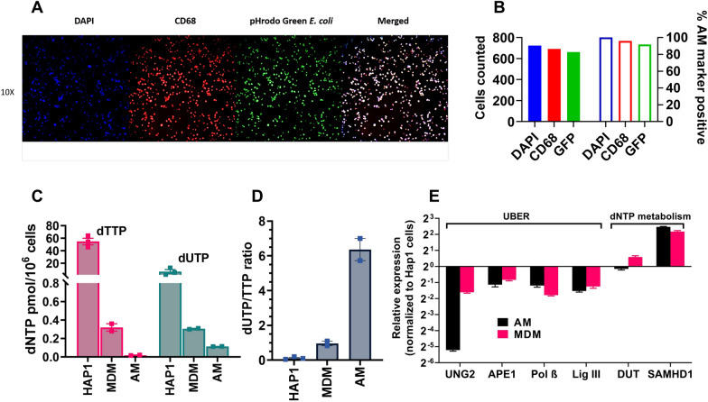 Replication-competent HIV-1 in human alveolar macrophages and monocytes despite nucleotide pools with elevated dUTP.