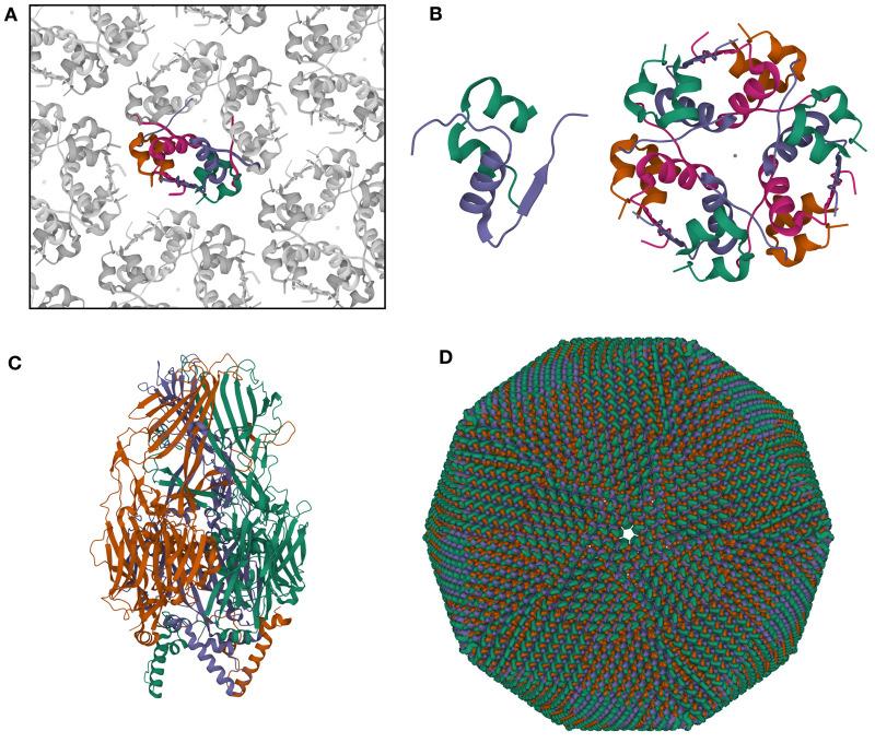 Exploring protein symmetry at the RCSB Protein Data Bank.