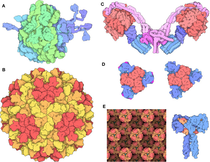 Exploring protein symmetry at the RCSB Protein Data Bank.