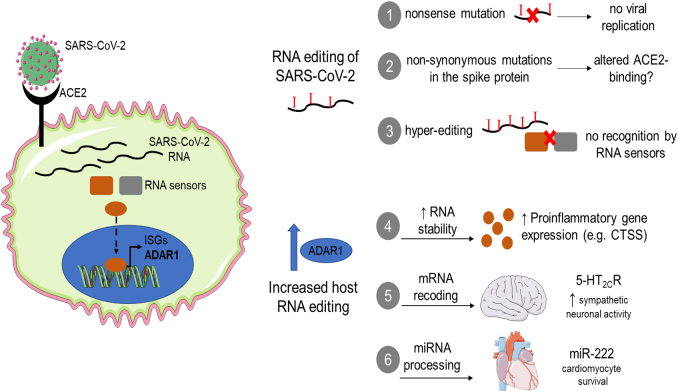 (Epi)transcriptomics in cardiovascular and neurological complications of COVID-19