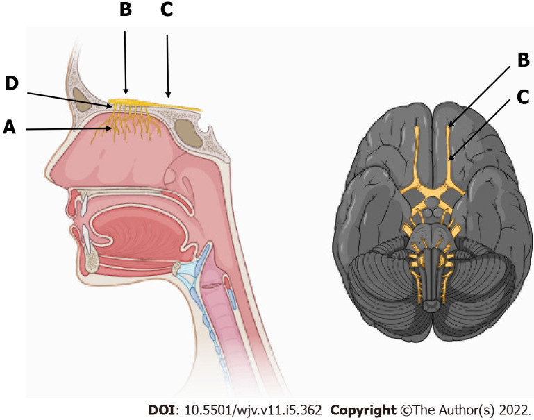 Anatomophysiological relationships and clinical considerations of taste and smell loss in patients with COVID-19.