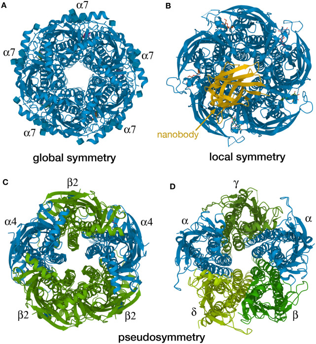 Exploring protein symmetry at the RCSB Protein Data Bank.