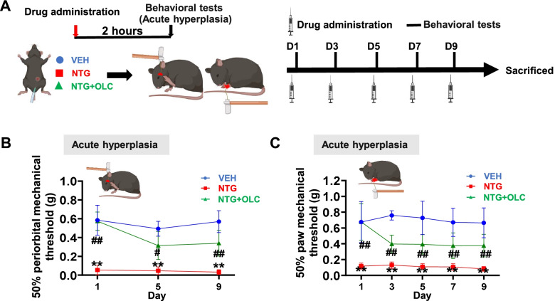 A c-Fos activation map in nitroglycerin/levcromakalim-induced models of migraine.