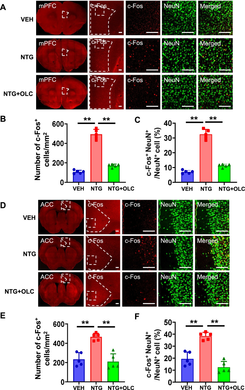 A c-Fos activation map in nitroglycerin/levcromakalim-induced models of migraine.