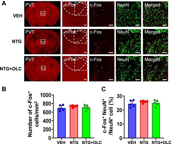 A c-Fos activation map in nitroglycerin/levcromakalim-induced models of migraine.
