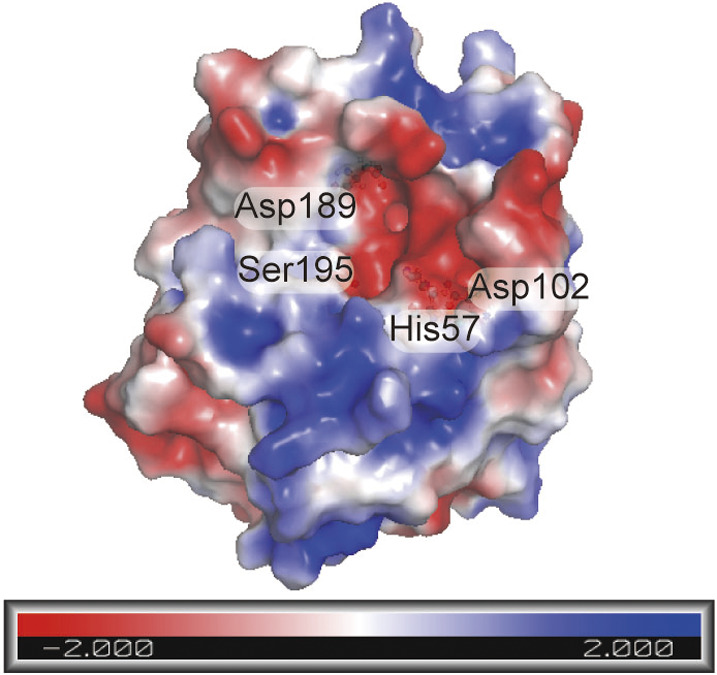 Investigation on substrate specificity and catalytic activity of serine protease neuropsin.