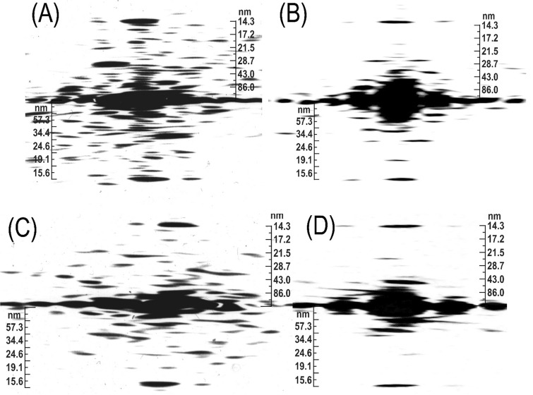 Myosin assembly of smooth muscle: from ribbons and side polarity to a row polar helical model.