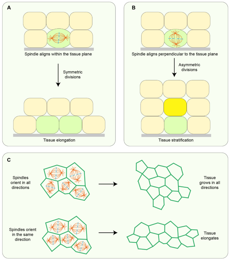 Sculpting an Embryo: The Interplay between Mechanical Force and Cell Division.