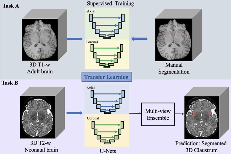 Efficient Claustrum Segmentation in T2-weighted Neonatal Brain MRI Using Transfer Learning from Adult Scans.