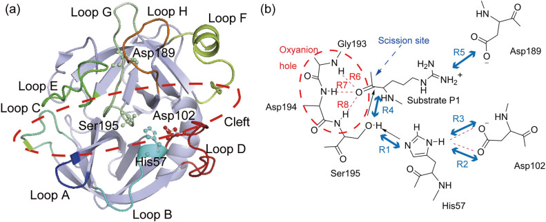 Investigation on substrate specificity and catalytic activity of serine protease neuropsin.