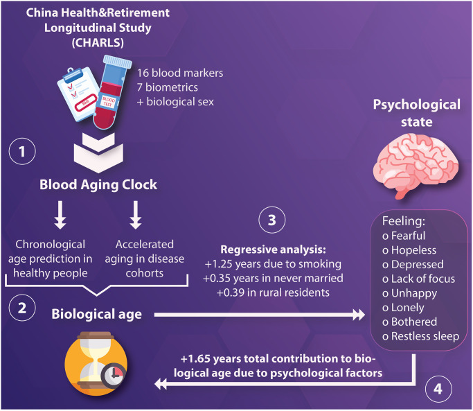 Psychological factors substantially contribute to biological aging: evidence from the aging rate in Chinese older adults.